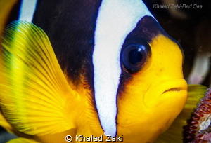 Anemone ,Clownfish & the Eggs taken by Canon 5D mk3 in Na... by Khaled Zaki 
